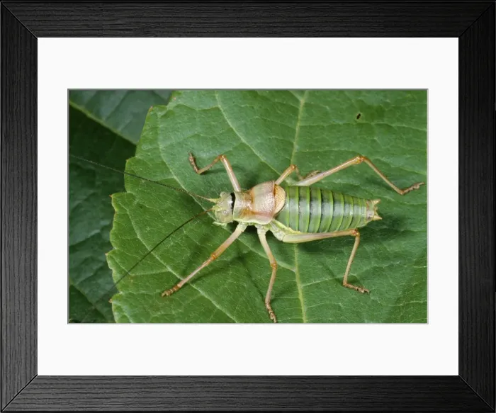 Framed Print : Saddle Back Bush-cricket Europe Framed Print : Saddle Back Bush-cricket Europe
