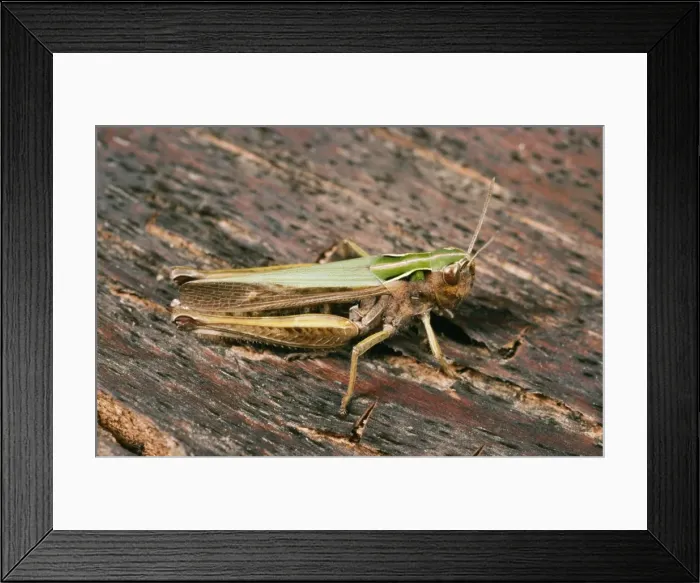 Framed Print : Common Green Grasshopper Framed Print : Common Green Grasshopper