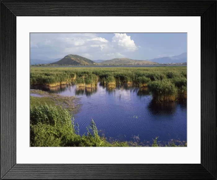 Framed Print : Greece - wildlife site fringed with reeds Lake Ioannina North West Greece Framed Print : Greece - wildlife site fringed with reeds Lake Ioannina North West Greece