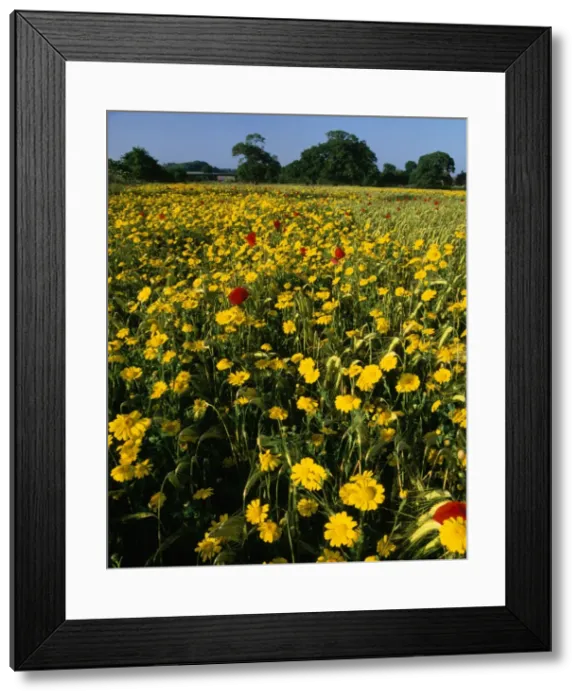 Framed Print : Corn Marigolds - & Field Poppies Framed Print : Corn Marigolds - & Field Poppies