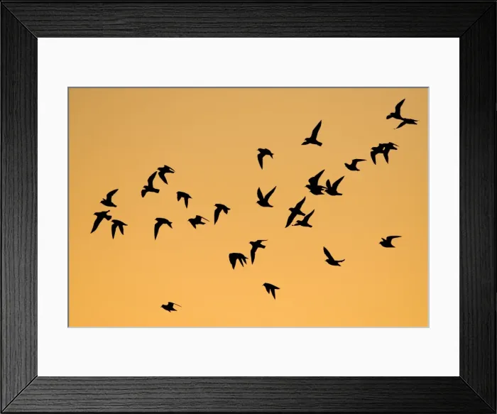 Framed Print : European Golden Plovers. Flock silhouette against morning sky at sunrise. Cleveland. UK Framed Print : European Golden Plovers. Flock silhouette against morning sky at sunrise. Cleveland. UK