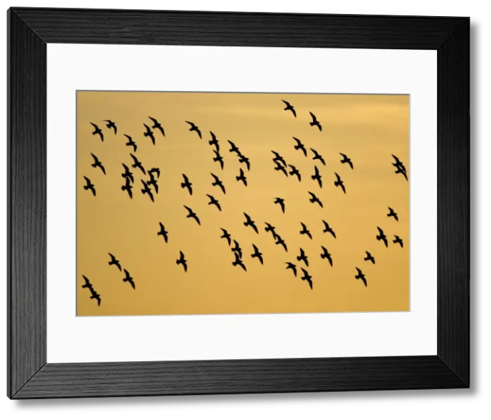 Framed Print : European Golden Plovers. Flock silhouette against morning sky at sunrise. Cleveland. UK Framed Print : European Golden Plovers. Flock silhouette against morning sky at sunrise. Cleveland. UK