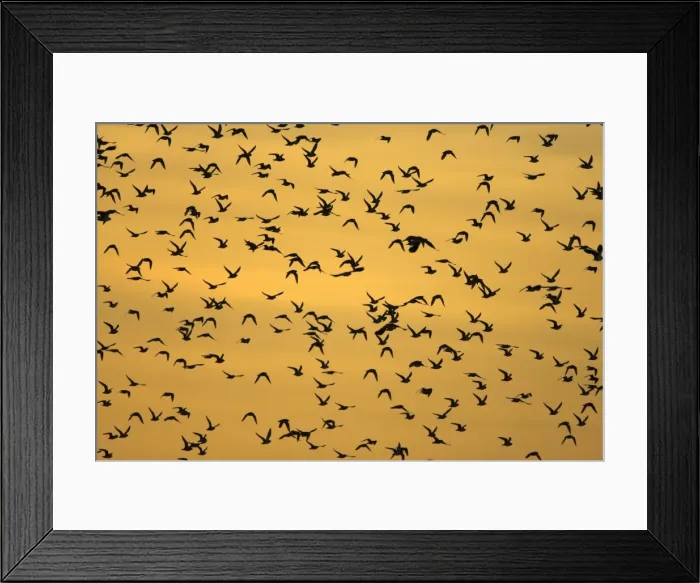 Framed Print : European Golden Plovers. Flock silhouette against morning sky at sunrise. Cleveland. UK Framed Print : European Golden Plovers. Flock silhouette against morning sky at sunrise. Cleveland. UK
