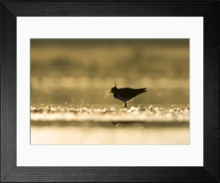 Framed Print : Northern Lapwing Framed Print : Northern Lapwing