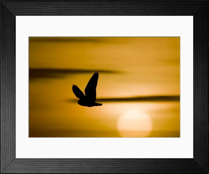 Framed Print : Short-Eared Owl Fliying at sunset with sun in view. Cleveland, UK Framed Print : Short-Eared Owl Fliying at sunset with sun in view. Cleveland, UK