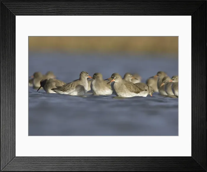 Framed Print : Redshank Flock feeding on flies near the water surface. Cleveland, UK Framed Print : Redshank Flock feeding on flies near the water surface. Cleveland, UK