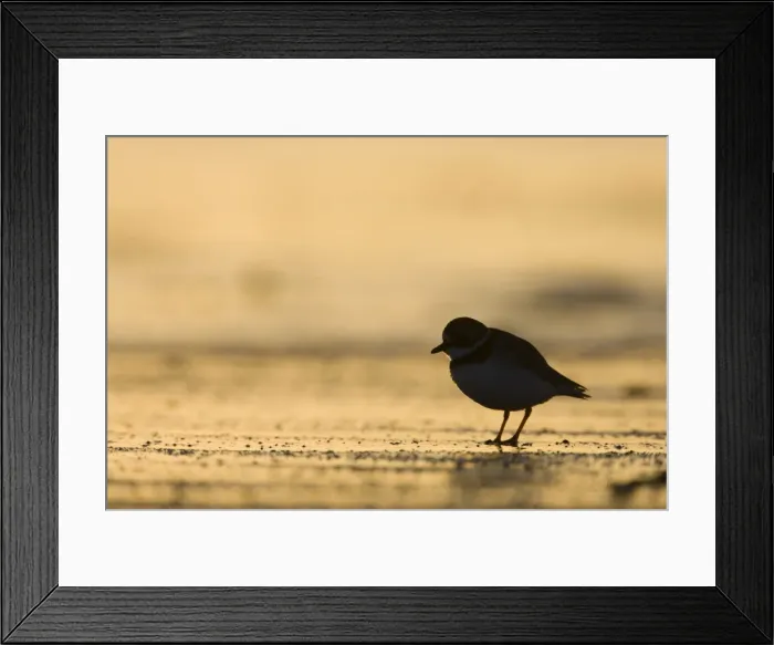 Framed Print : Ringed Plover Silhouette of bird in winter on sandy beach. Cleveland, UK