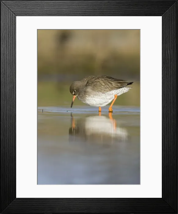 Framed Print : Redshank Feeding on flies near the water surface. Cleveland, UK Framed Print : Redshank Feeding on flies near the water surface. Cleveland, UK