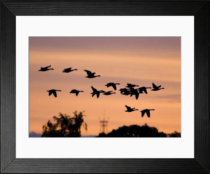 Framed Print : Canada Geese In low flight over trees at dawn - silhouette against morning glow. Cleveland, UK Framed Print : Canada Geese In low flight over trees at dawn - silhouette against morning glow. Cleveland, UK