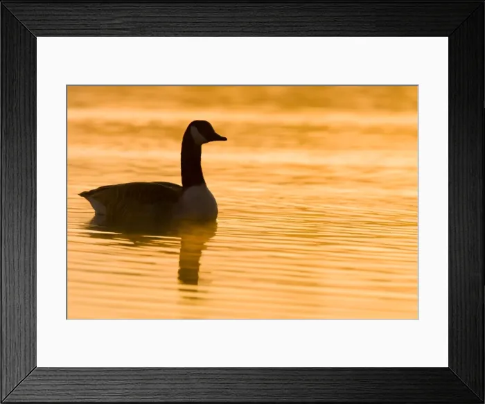 Framed Print : Canada Goose Silhouette and warm morning sunshine reflecting on water. Cleveland, UK Framed Print : Canada Goose Silhouette and warm morning sunshine reflecting on water. Cleveland, UK