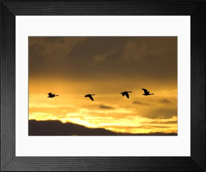 Framed Print : Canada Geese In flight at dawn, silhouette against at sunrise. Cleveland, UK Framed Print : Canada Geese In flight at dawn, silhouette against at sunrise. Cleveland, UK