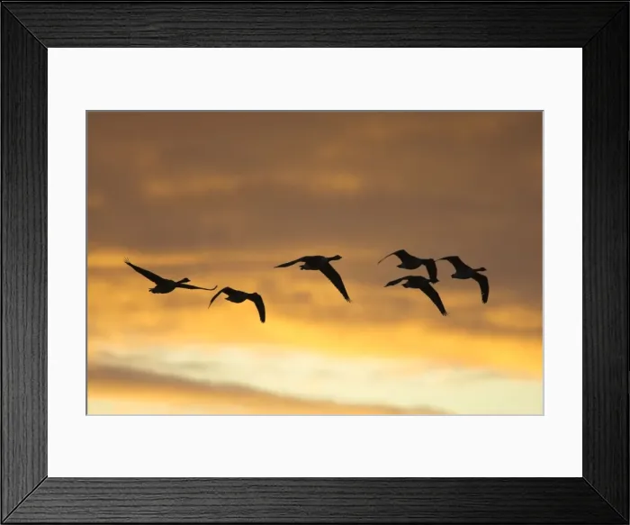 Framed Print : Canada Geese In flight at dawn silhouette against morning glow. Cleveland, UK Framed Print : Canada Geese In flight at dawn silhouette against morning glow. Cleveland, UK