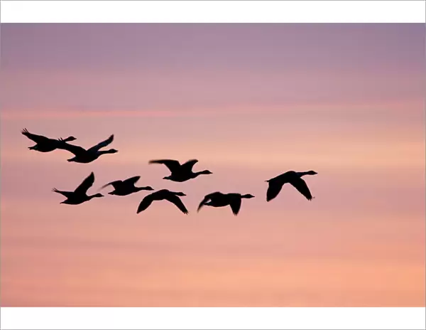 Canada Geese In flight at dawn silhouette against morning glow. Cleveland, UK