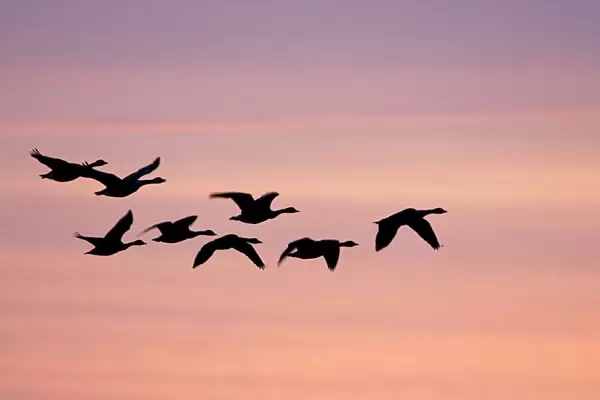 Canada Geese In flight at dawn silhouette against morning glow. Cleveland, UK