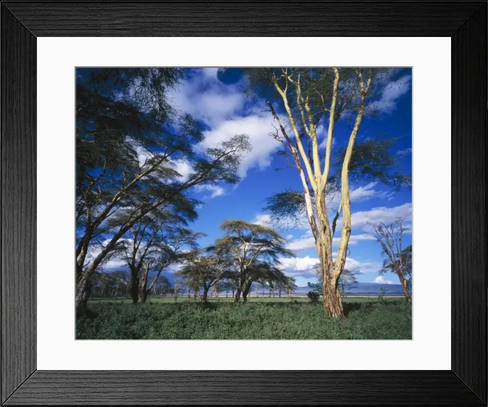 Framed Print : Acacia - Fever Trees Ngorongoro Crater, Tanzania Framed Print : Acacia - Fever Trees Ngorongoro Crater, Tanzania