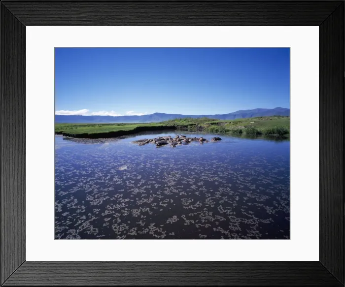 Framed Print : Hippopotamus - in Hippo pool. Ngorongoro Crater, Tanzania