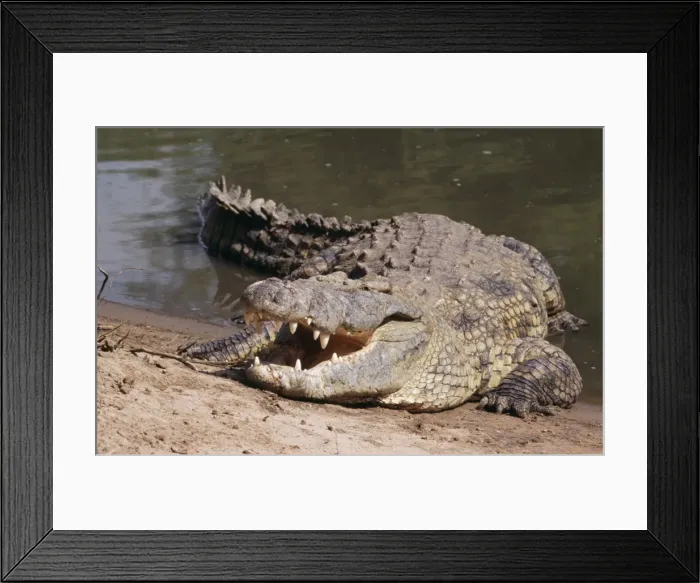 Framed Print : Nile Crocodile - with jaws open ti dissipate excess heat; cooling strategy Framed Print : Nile Crocodile - with jaws open ti dissipate excess heat; cooling strategy