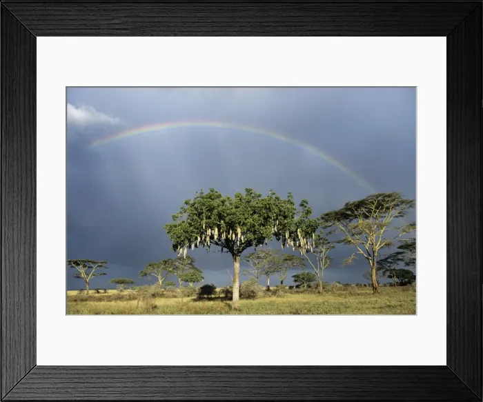 Framed Print : Sausage Tree East Africa Framed Print : Sausage Tree East Africa