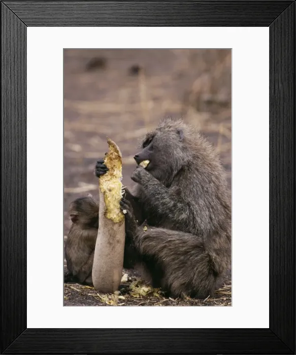 Framed Print : Olive Baboon Eating sausage from sausage tree, East Africa Framed Print : Olive Baboon Eating sausage from sausage tree, East Africa