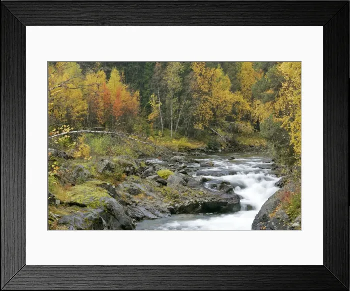 Framed Print : Torrent in autumn running over rocks through forest Hedmark, Norway Framed Print : Torrent in autumn running over rocks through forest Hedmark, Norway