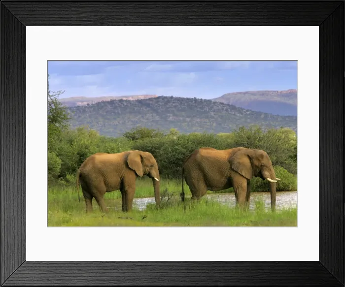 Framed Print : African Elephant two individuals drinking at river Namibia, Africa Framed Print : African Elephant two individuals drinking at river Namibia, Africa