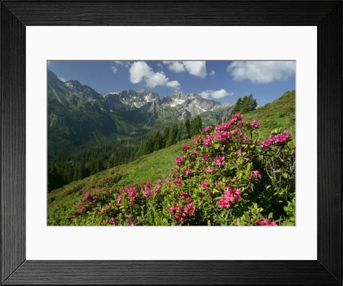 Framed Print : Alpenrose in full bloom at Fellhorn mountain with Kanzelwand mountain in background Oberstdorf, Allgeau, Bavaria, Germany Framed Print : Alpenrose in full bloom at Fellhorn mountain with Kanzelwand mountain in background Oberstdorf, Allgeau, Bavaria, Germany