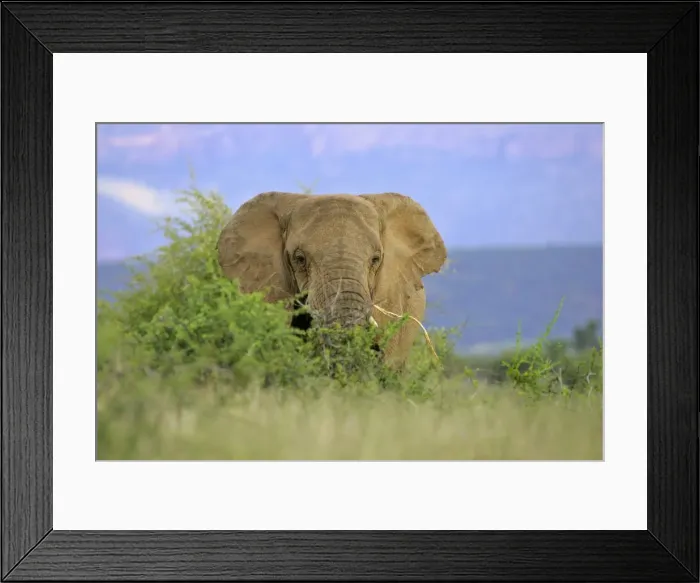 Framed Print : African Elephant feeding on roots in savanna Namibia, Africa Framed Print : African Elephant feeding on roots in savanna Namibia, Africa
