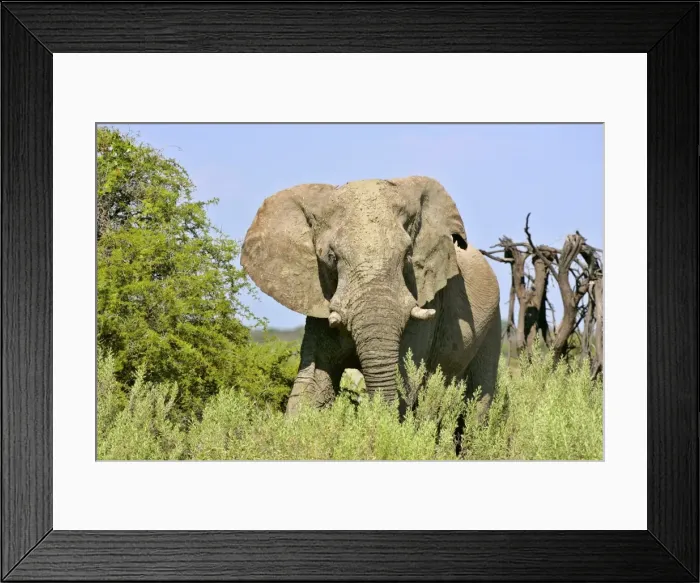 Framed Print : African Elephant front view of a male bull in the savanna after a mud bath Namibia, Africa Framed Print : African Elephant front view of a male bull in the savanna after a mud bath Namibia, Africa