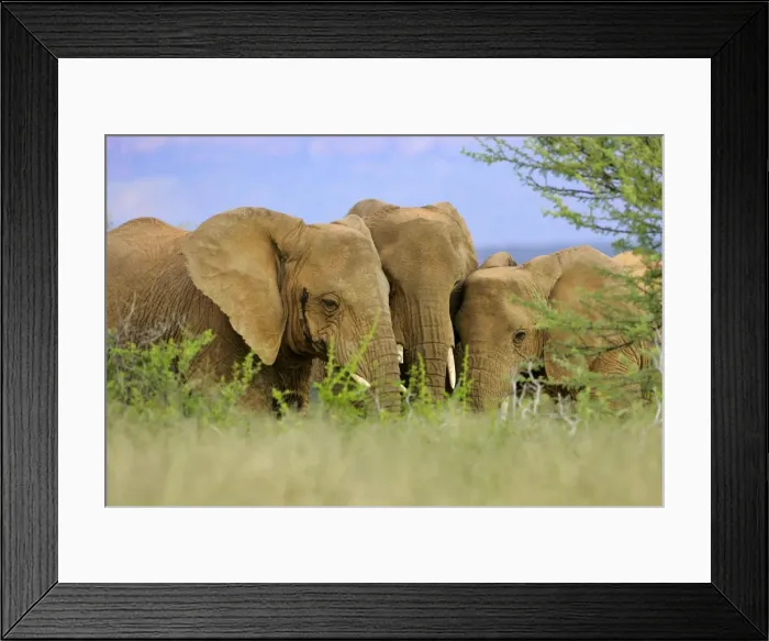 Framed Print : African Elephant herd in the savanna sticking their heads together Namibia, Africa Framed Print : African Elephant herd in the savanna sticking their heads together Namibia, Africa