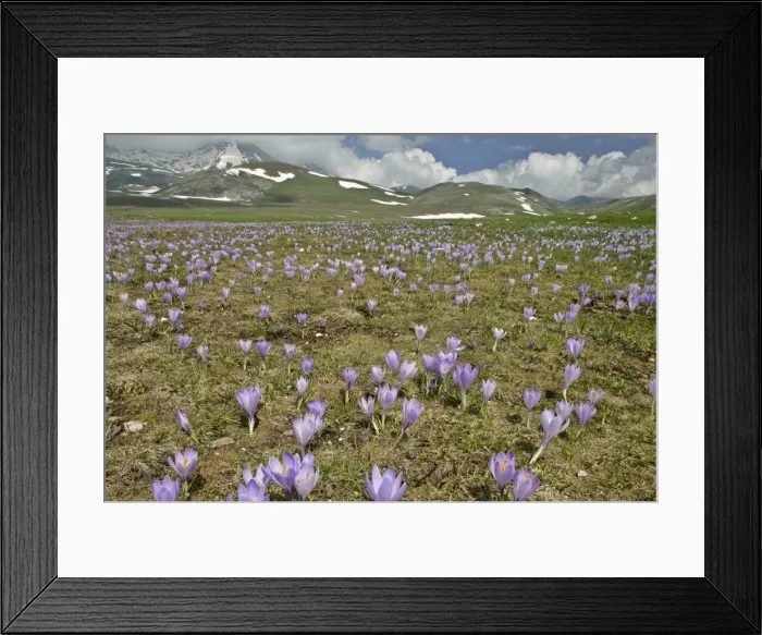 Framed Print : Campo Imperatore carpet of blooming crocus in spring on the mountain plateau of campo imperatore Gran Sasso National Park, Abruzzian mountains, Italy Framed Print : Campo Imperatore carpet of blooming crocus in spring on the mountain plateau of campo imperatore Gran Sasso National Park, Abruzzian mountains, Italy