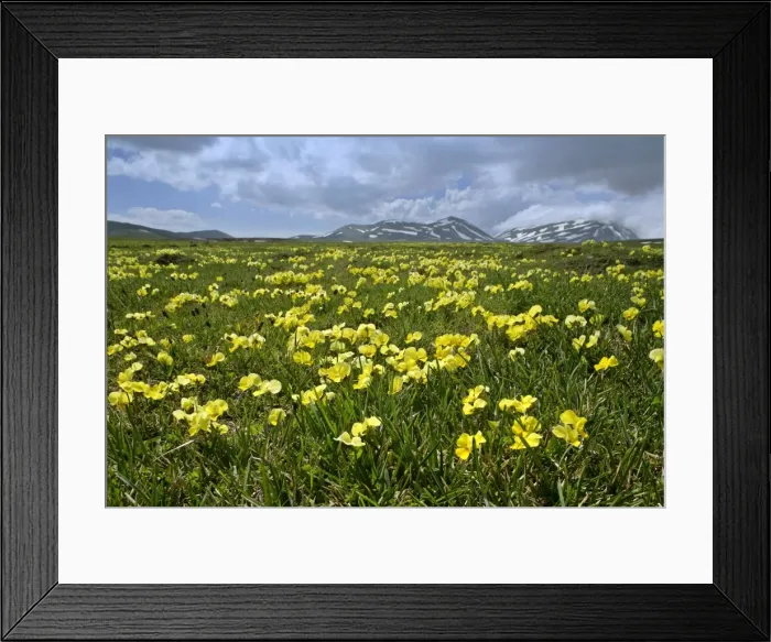 Framed Print : Eugenia Violet in full bloom on Campo Imperatore plateau Gran Sasso National Park, Abruzzian Mountains, Italy Framed Print : Eugenia Violet in full bloom on Campo Imperatore plateau Gran Sasso National Park, Abruzzian Mountains, Italy