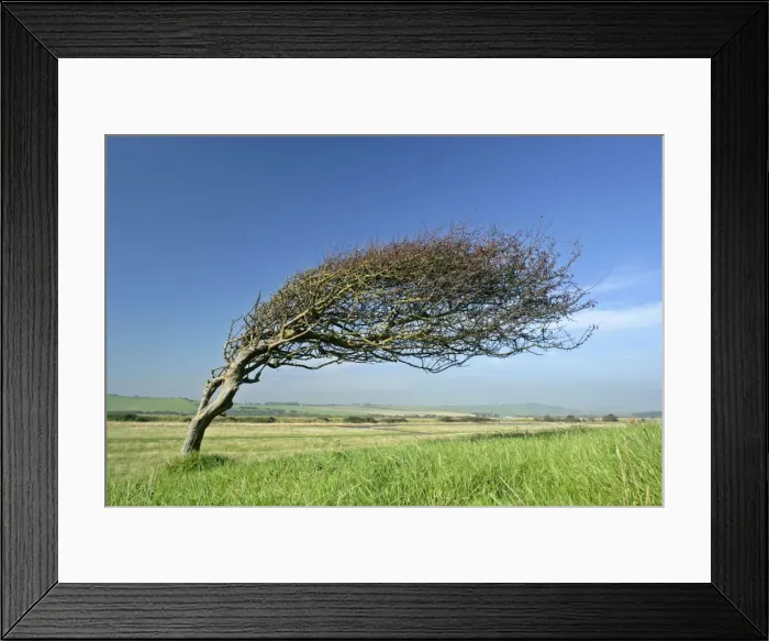 Framed Print : Common Hawthorn wind swept specimen bent nearly 90 degrees with berries in autumn Seven Sisters Country Park, East Sussex, England, UK Framed Print : Common Hawthorn wind swept specimen bent nearly 90 degrees with berries in autumn Seven Sisters Country Park, East Sussex, England, UK