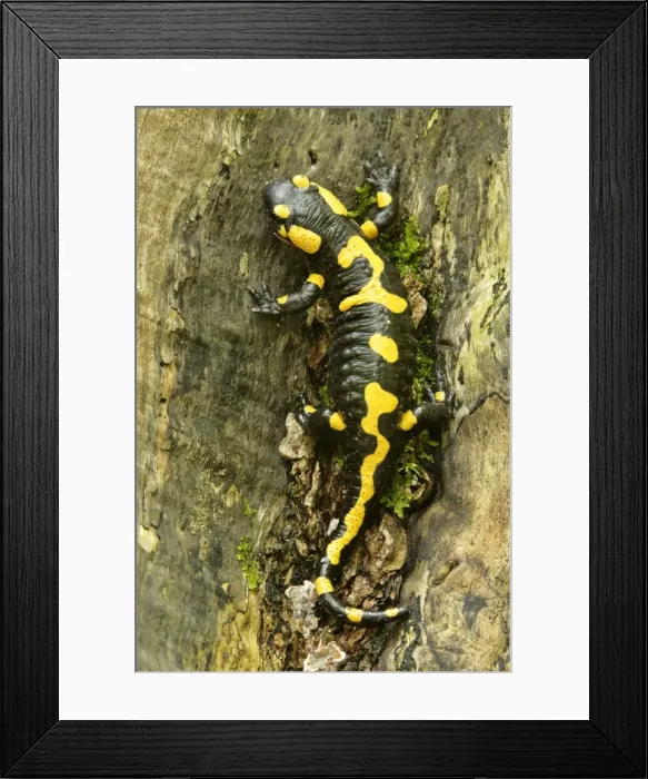 Framed Print : Fire Salamander resting on a thick tree root in forest Plitvice Lakes National Park, Croatia Framed Print : Fire Salamander resting on a thick tree root in forest Plitvice Lakes National Park, Croatia