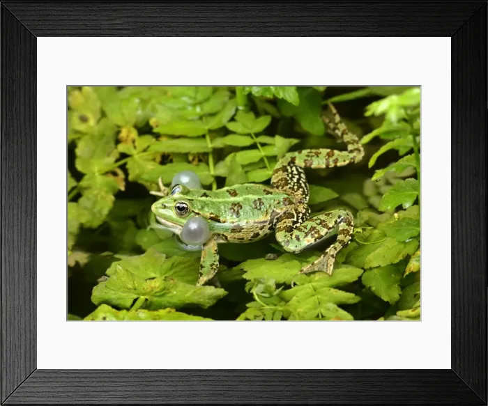 Framed Print : Marsh Frog croaking male defending it's territory Krka National Park, Croatia Framed Print : Marsh Frog croaking male defending it's territory Krka National Park, Croatia