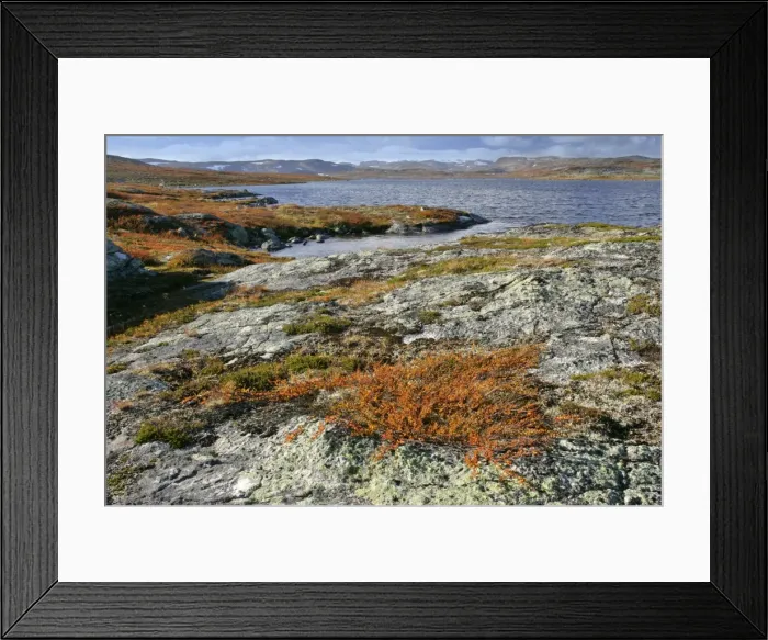 Framed Print : Autumn tundra lake and colourful dwarf birch shrubbery Hardangervidda National Park, Telemark, Norway Hardangervidda, Telemark, Norway Framed Print : Autumn tundra lake and colourful dwarf birch shrubbery Hardangervidda National Park, Telemark, Norway Hardangervidda, Telemark, Norway