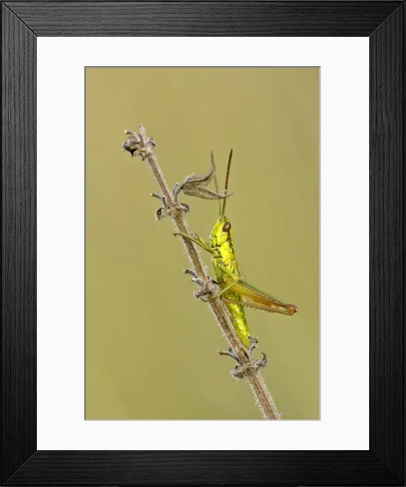 Framed Print : Small Golden Grasshopper resting on blade of grass in autumn meadow Baden-Wuerttemberg, Germany Framed Print : Small Golden Grasshopper resting on blade of grass in autumn meadow Baden-Wuerttemberg, Germany