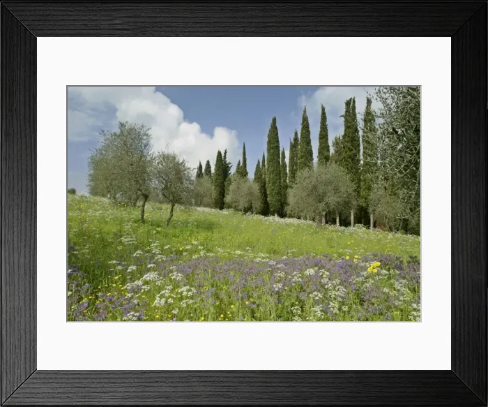 Framed Print : Spring meadow with olive trees, cypress trees (Cupressus sempervirens) and flowers like Mediterranean Hartwort (Tordylium apulum), Common Borage (Borago officinalis) and Rough Hawksbeard (Crepis biennis) Val d Orcia, Tuscany, Italy Framed Print : Spring meadow with olive trees, cypress trees (Cupressus sempervirens) and flowers like Mediterranean Hartwort (Tordylium apulum), Common Borage (Borago officinalis) and Rough Hawksbeard (Crepis biennis) Val d Orcia, Tuscany, Italy
