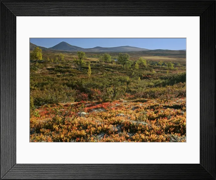 Framed Print : Autum tundra colourful mountain plateau with birch trees and Muen mountain in background Venabygdfjaell, Hedmark, Norway Framed Print : Autum tundra colourful mountain plateau with birch trees and Muen mountain in background Venabygdfjaell, Hedmark, Norway