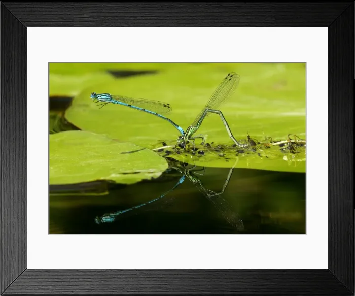 Framed Print : Azure Damselfly mated pair laying eggs on leaf of a water lily with reflection Germany Framed Print : Azure Damselfly mated pair laying eggs on leaf of a water lily with reflection Germany