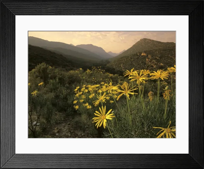 Framed Print : Cedar Mountains with yellow flowering bushes in early morning light Cedar Mountains, West Cape Province, South Africa Framed Print : Cedar Mountains with yellow flowering bushes in early morning light Cedar Mountains, West Cape Province, South Africa