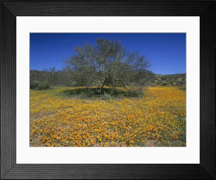 Framed Print : Namaqualand flowers flowering carpet of Namaqualand daisies and tree in the semi desert Skilpad Wildflower Reserve, Namaqualand, Northern Cape Province, South Africa Framed Print : Namaqualand flowers flowering carpet of Namaqualand daisies and tree in the semi desert Skilpad Wildflower Reserve, Namaqualand, Northern Cape Province, South Africa
