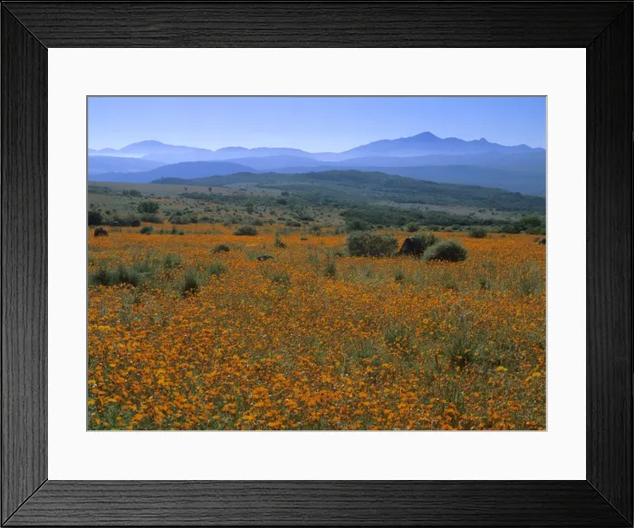 Framed Print : Namaqualand Flowers blooming carpet of Namaqualand Daisies after winter rains Skilpad Wildflower Reserve, Namaqualand, Northern Cape Province, South Africa Framed Print : Namaqualand Flowers blooming carpet of Namaqualand Daisies after winter rains Skilpad Wildflower Reserve, Namaqualand, Northern Cape Province, South Africa