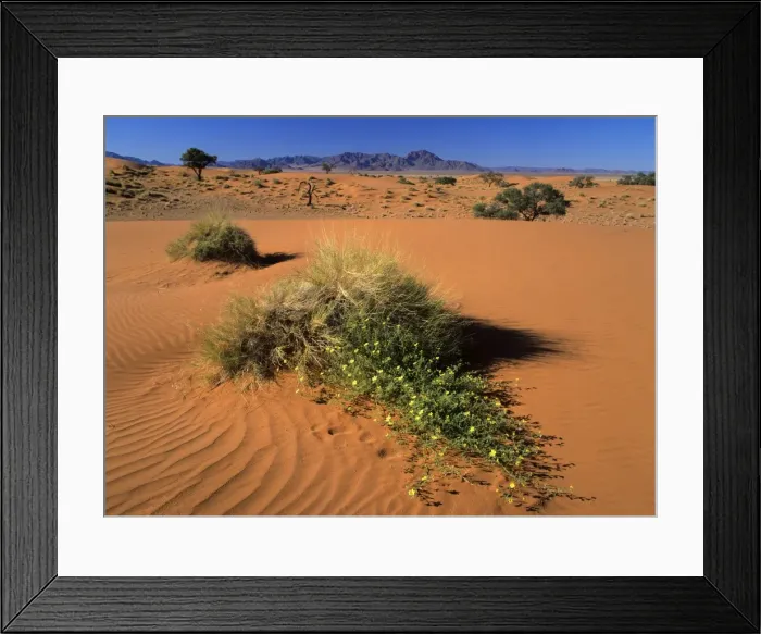 Framed Print : Namib Rand dunes and yellow flowers in desert Namib Rand Nature Reserve, Namibia, Africa Framed Print : Namib Rand dunes and yellow flowers in desert Namib Rand Nature Reserve, Namibia, Africa