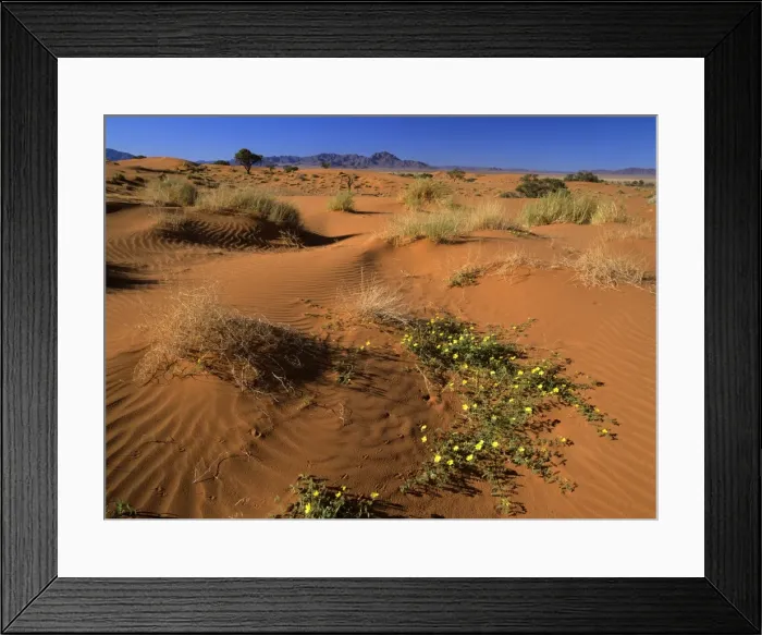 Framed Print : Namib Rand dunes and yellow flowers in desert Namib Rand Nature Reserve, Namibia, Africa Framed Print : Namib Rand dunes and yellow flowers in desert Namib Rand Nature Reserve, Namibia, Africa