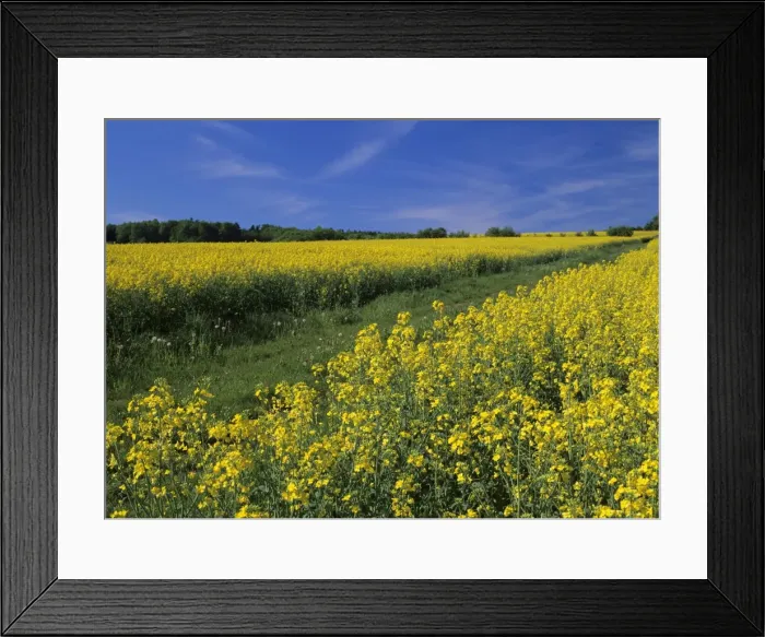Framed Print : Rape field in full bloom in spring with country lane Baden-Wuerttemberg, Germany Framed Print : Rape field in full bloom in spring with country lane Baden-Wuerttemberg, Germany