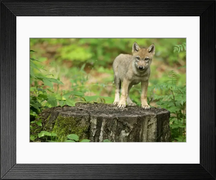 Framed Print : Wolf cub standing on tree trunk looking into camera Bavaria, Germany Framed Print : Wolf cub standing on tree trunk looking into camera Bavaria, Germany