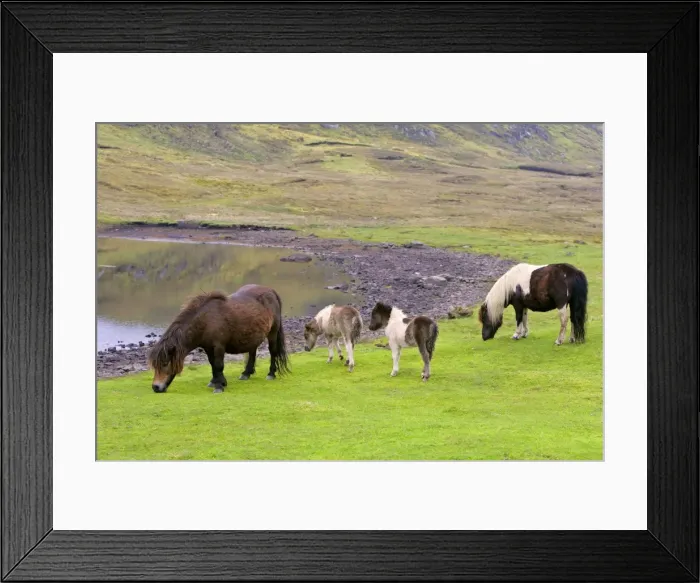 Framed Print : Piebald Shetland Pony - two adults and two foals grazing next to a pond - Central Mainland, Shetland Isles, Scotland, UK Framed Print : Piebald Shetland Pony - two adults and two foals grazing next to a pond - Central Mainland, Shetland Isles, Scotland, UK
