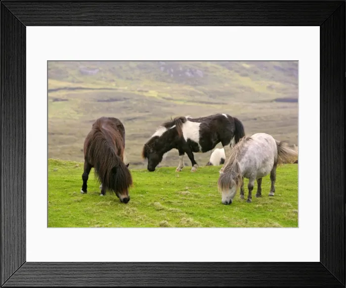 Framed Print : Piebald Shetland Pony - adults grazing on pasture Central Mainland, Shetland Isles, Scotland, UK Framed Print : Piebald Shetland Pony - adults grazing on pasture Central Mainland, Shetland Isles, Scotland, UK