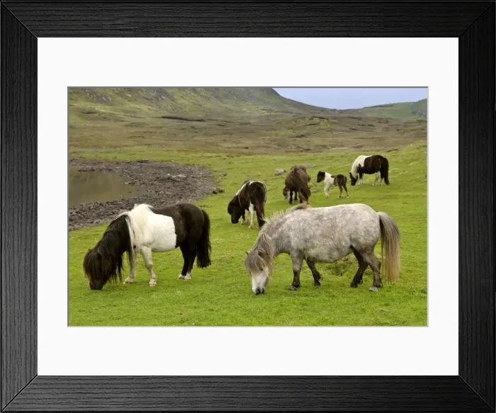 Framed Print : Piebald Shetland Pony - adults and foals grazing on pasture Central Mainland, Shetland Isles, Scotland, UK Framed Print : Piebald Shetland Pony - adults and foals grazing on pasture Central Mainland, Shetland Isles, Scotland, UK