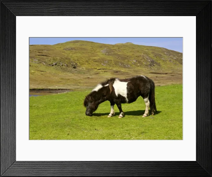 Framed Print : Piebald Shetland Pony - mare grazing on pasture Central Mainland, Shetland Isles, Scotland, UK Framed Print : Piebald Shetland Pony - mare grazing on pasture Central Mainland, Shetland Isles, Scotland, UK
